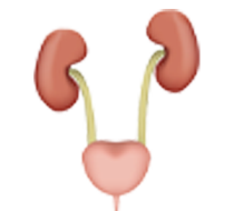 Urinary Tract Disorders